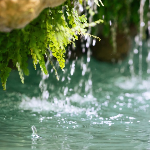 Wasser tropft von Farnblättern in einen klaren grünen Teich.