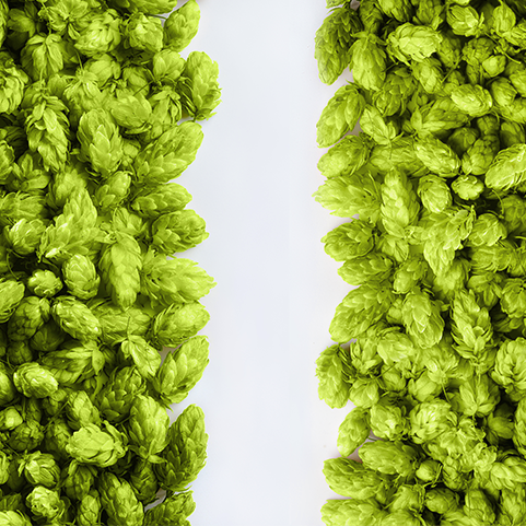 Frische grüne Hopfenzapfen sind symmetrisch links und rechts angeordnet, in der Mitte ein freier weißer Streifen.