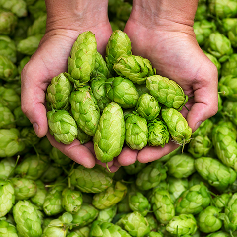 Zwei Hände halten eine große Menge grüner Hopfendolden. Weitere Hopfendolden füllen den Hintergrund.
